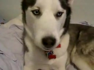 dogs also communicate on skype